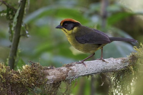 Bolivian Brush Finch (Atlapetes rufinucha) perched on a branch in Bolivia, South America