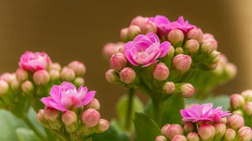 Vibrant pink flowers in full bloom during Alpine summer, captured with a soft background