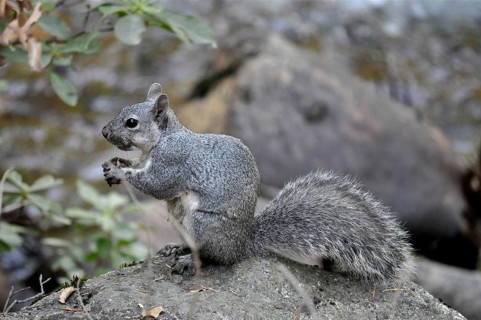 Western gray squirrel (Sciurus griseus)