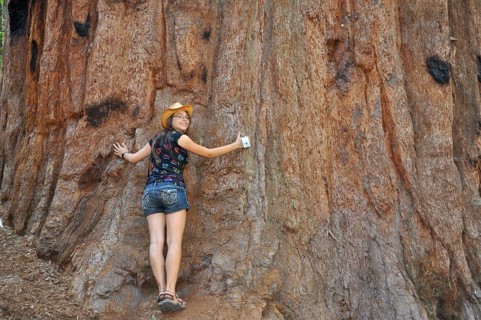 A smiling person happily embraces a giant sequoia tree, Sequoiadendron giganteum, Sequoia National