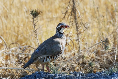 Red-legged Partridge in natural habitat, standing among dry, golden vegetation. The detailed