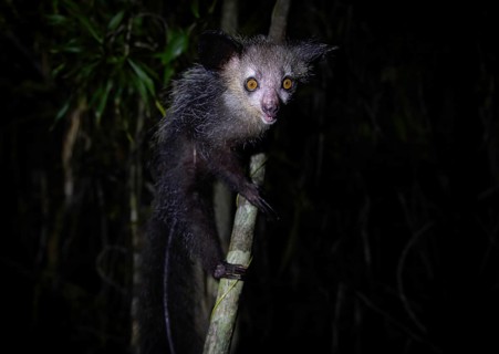 Pinniped (Daubentonia madagascariensis) in the lowland rainforests of eastern Madagascar