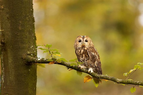 Tawny Owl (Strix aluco) captive, Baden-Wuerttemberg, Germany