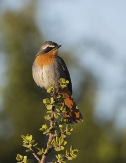 Cape Robin-Chat (Cossypha caffra), Eastern Cape, South Africa