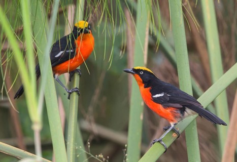 Papyrus Gonolek (Laniarius mufumbiri) pair displaying, Uganda