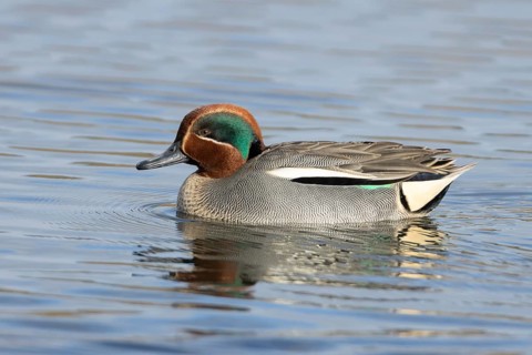 Common teal duck (Anas crecca) adult male bird on a lake, England, United Kingdom