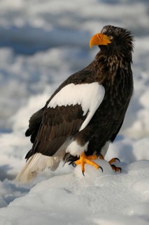Steller's Sea Eagle (Haliaeetus pelagicus), Hokkaido, Japan