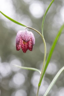 Snake's Head Fritillary (Fritillaria meleagris), Emsland, Lower Saxony, Germany