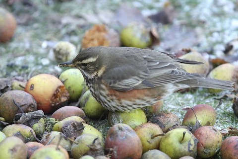 Redwing (Turdus iliacus), Lower Saxony, Germany