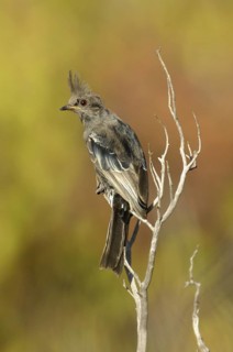 Phainopepla (Phainopepla nitens) female, Arizona, USA