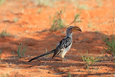 Red-ringed Hornbill (Tockus leucomelas), Southern Yellow-billed Hornbill, adult, foraging on the