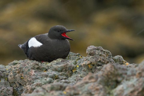 Black Guillemot (Cepphus grylle) perched on a rock, Iceland