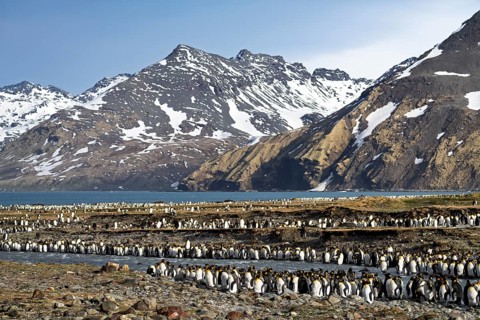 King penguins (Aptenodytes patagonicus), colony at a creek with snow-capped mountains and bay in