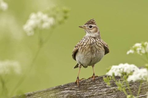 Eurasian Skylark (Alauda arvensis), Utrecht, Netherlands
