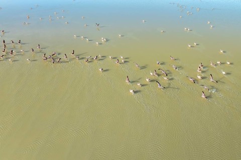 Aerial view of graceful flamingos wading through the tranquil waters of Laguna Grande in Catamarca,