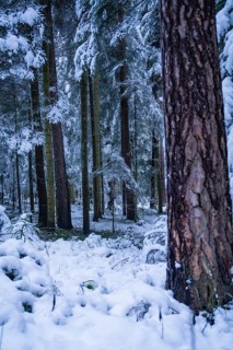 Forest floor and tall trees covered with snow, peaceful winter atmosphere, Enzklösterle, district
