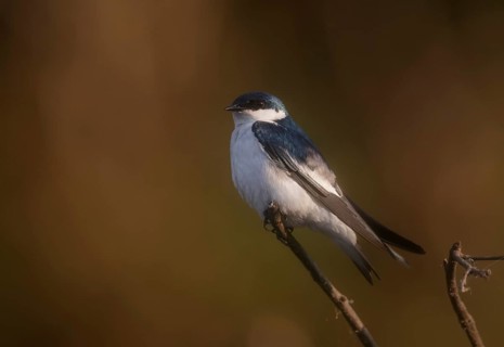White-winged Swallow (Tachycineta albiventer) perched on the branch, Pantanal, Brazil