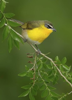 Yellow-breasted Chat (Icteria virens), Texas, USA