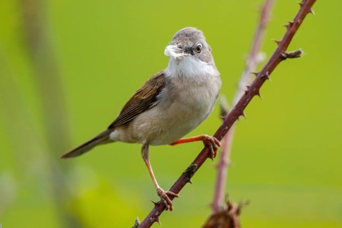 Common Whitethroat (Sylvia communis) male perched on a branch, North Rhine-Westphalia, Germany