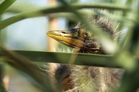 Purple Heron (Ardea purpurea) chick, Andalusia, Spain