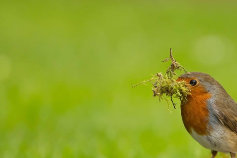 European robin (Erithacus rubecula) adult garden bird with nesting material in its beak in spring,