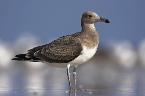 Sooty Gull (Ichthyaetus hemprichii), Oman