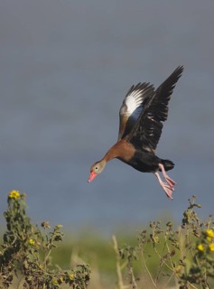 Black-bellied Whistling Duck (Dendrocygna autumnalis) flying, Texas, USA
