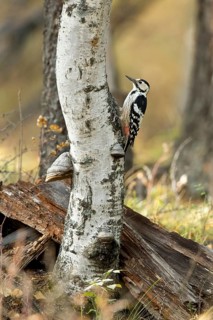White-Backed Woodpecker (Dendrocopos leucotos leucotos) female climbing tree, Toew Aimag, Mongolia