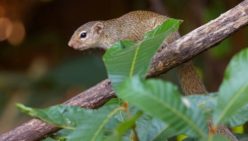 Grey-footed squirrel, gambian sun squirrel (Heliosciurus gambianus) Gambian sun squirrel, Balaba