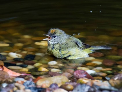 An Orange-crowned Warbler, Oreothlypis celata, shows off its crown while bathing in a pond, in