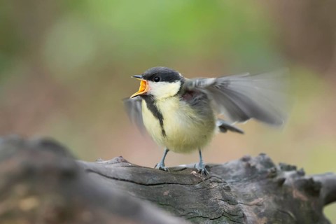 Great Tit (Parus major) juvenile begging for food, Lower Saxony, Germany