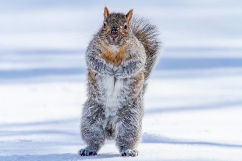 Eastern gray squirrel (sciurus carolinensis) standing in snow and watching, Montreal botanical