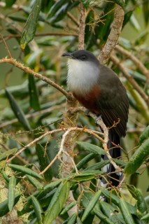 Chestnut-bellied Cuckoo (Coccyzus pluvialis) perched on a branch in Jamaica in the Caribbean