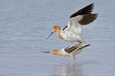 American Avocet (Recurvirostra americana), Arizona, USA