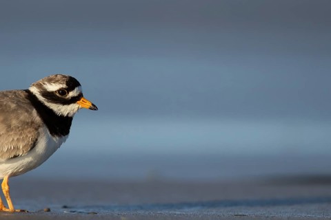 Ringed plover (Charadrius hiaticula) adult wading bird on a beach in spring, Norfolk, England,