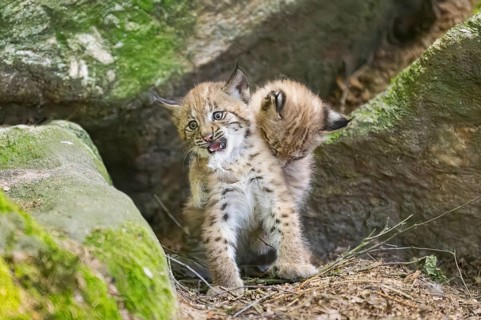 Eurasian lynx (Lynx lynx) mother with her youngsters (cubs) playing between rocks with each other