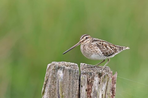 Snipe (Gallinago gallinago), standing on fence posts of a pasture, on moorland, snipe birds,