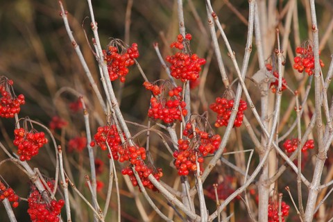 Fruits Guelder rose (Viburnum opulus), in winter, North Rhine-Westphalia, Germany