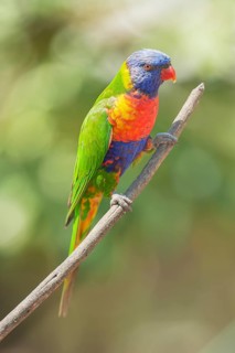 Rainbow Lorikeet (Trichoglossus haematodus) sitting on a twig, Lone Pine Koala Sanctuary, Brisbane,