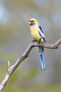 Yellow Rosella (Platycercus elegans flaveolus) male, Victoria, Australia