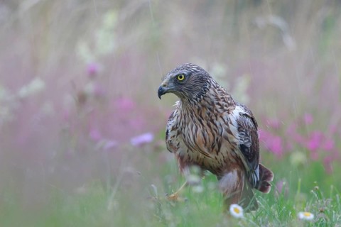 Western Marsh Harrier (Circus aeruginosus) male on grassland in rain, Poland