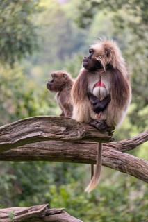 Portrait of an adult male Gelada (Theropithecus gelada), or bleeding-heart monkey, resting on a log