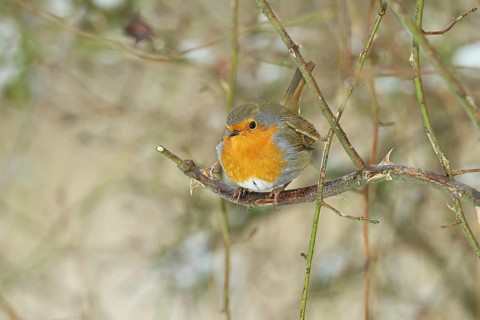 Robin (Erithacus rubecula), on a twig in the branches of a dog rose (Rosa canina), Wilnsdorf, North