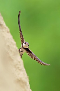 Sand martin (Riparia riparia), taking off from its breeding tube, Reussegg nature reserve, Canton