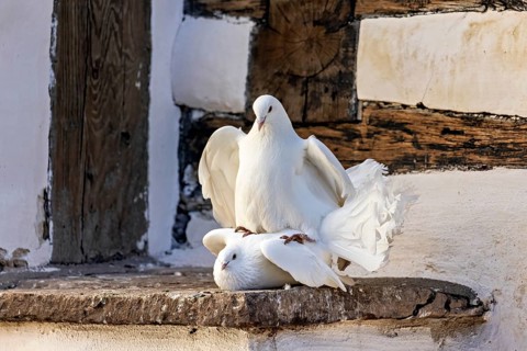 Two white doves mating on a stone ledge in front of wooden walls, The white doves at Wartburg