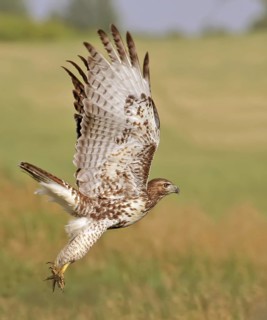 Red-tailed Hawk (Buteo jamaicensis) flying, Saskatchewan, Canada