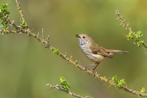 Brown Thornbill (Acanthiza pusilla) singing, Victoria, Australia
