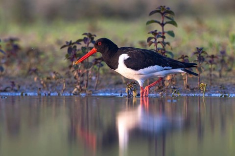 Eurasian Oystercatcher (Haematopus ostralegus), North Rhine-Westphalia, Germany