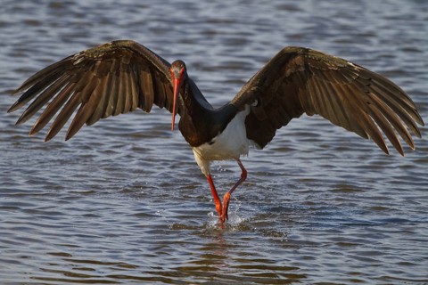 Black Stork (Ciconia nigra) foraging, Greece