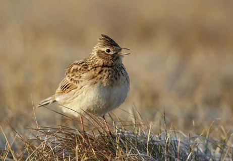 Eurasian Skylark (Alauda arvensis) singing, Mecklenburg-Western Pomerania, Germany